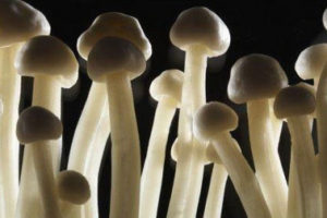 галлюциногенные грибы